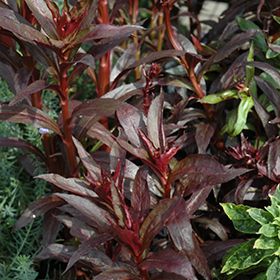 Plant Photo 7