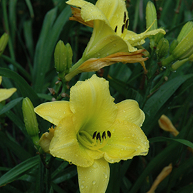 Plant Photo 7