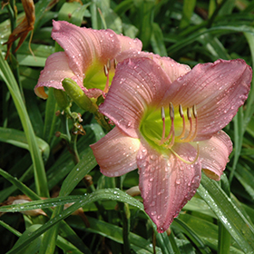 Plant Photo 5
