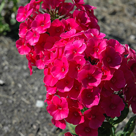 Plant Photo 4