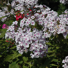 Plant Photo 3