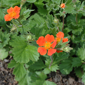 Plant Photo 2