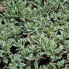 Plant Photo 1