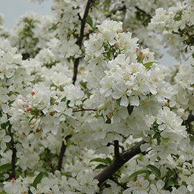 Plant Photo 9