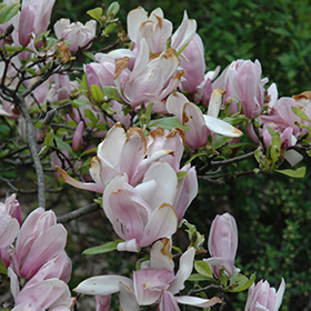 Plant Photo 3