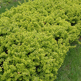 Plant Photo 10