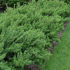 Plant Photo 6