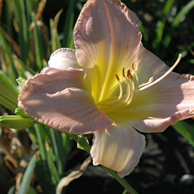 Plant Photo 6