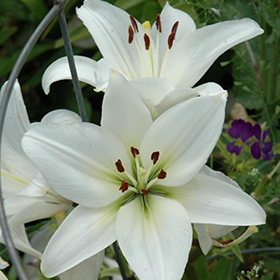 Plant Photo 2