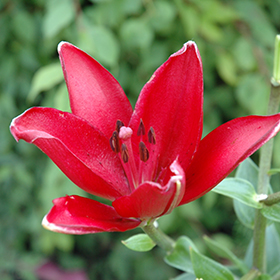 Plant Photo 5