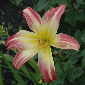 Plant Photo 6