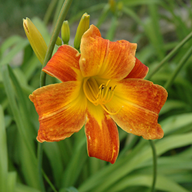 Plant Photo 4