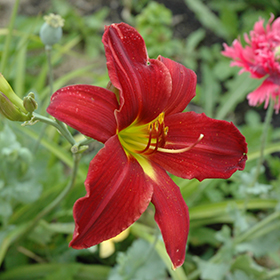 Plant Photo 4