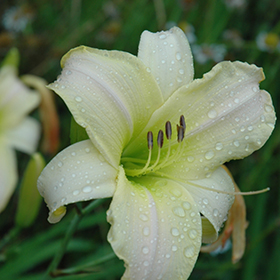 Plant Photo 9