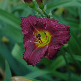 Plant Photo 4