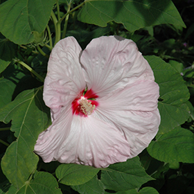 Plant Photo 9