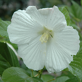 Plant Photo 1