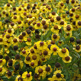 Plant Photo 9