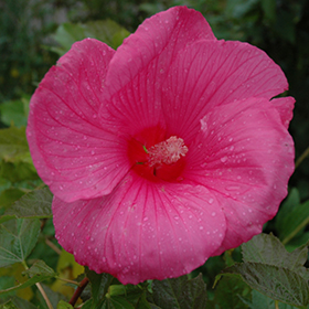 Plant Photo 7