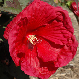 Plant Photo 4