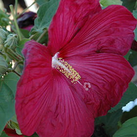 Plant Photo 7