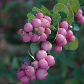 Plant Photo 7