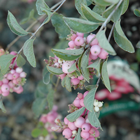 Plant Photo 6