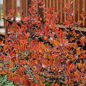 Plant Photo 3