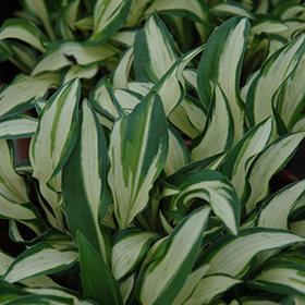 Plant Photo 6