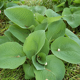Plant Photo 4
