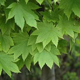 Plant Photo 7