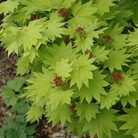 Plant Photo 6