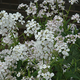 Plant Photo 8