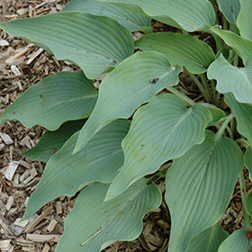 Plant Photo 9