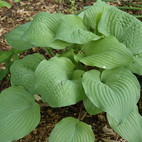 Plant Photo 5