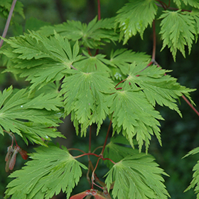 Plant Photo 5