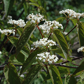 Plant Photo 4