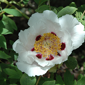 Plant Photo 8