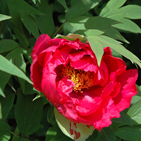 Plant Photo 7