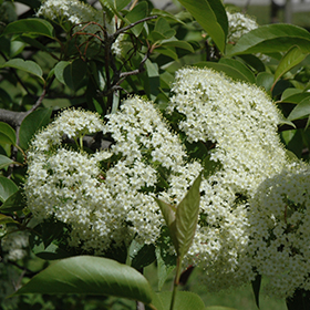 Plant Photo 3