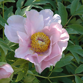 Plant Photo 8