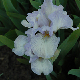 Plant Photo 6