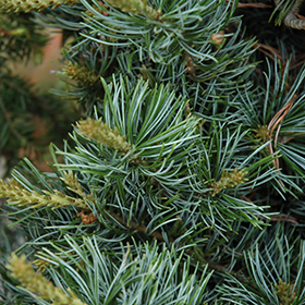 Plant Photo 8