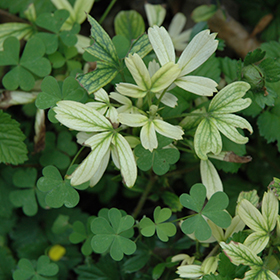 Plant Photo 5
