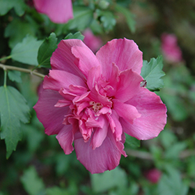 Plant Photo 8
