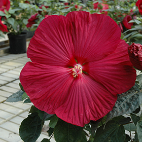 Plant Photo 3