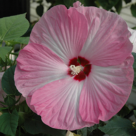 Plant Photo 2