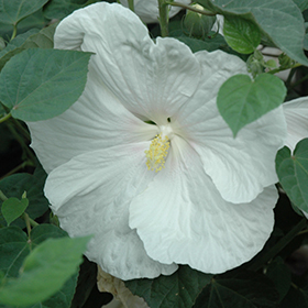 Plant Photo 8