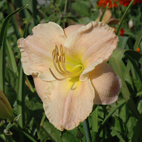 Plant Photo 8