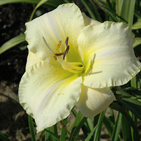 Plant Photo 7